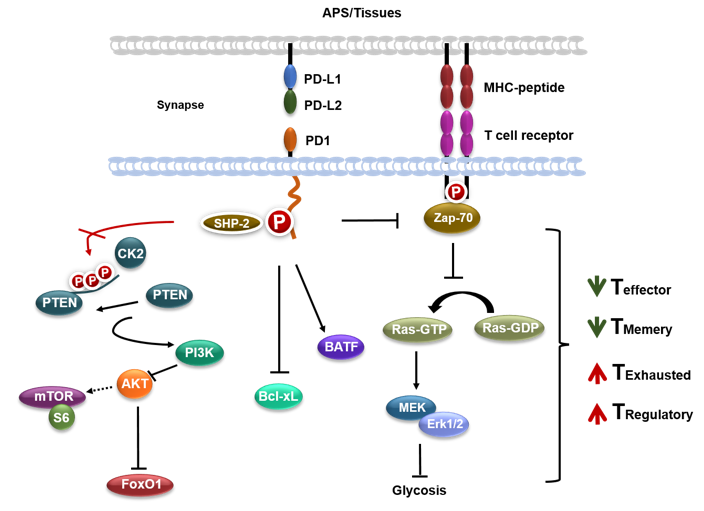  Effect of PD-1 on major signaling pathways in T cells