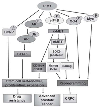 PIM1 Gene Editing