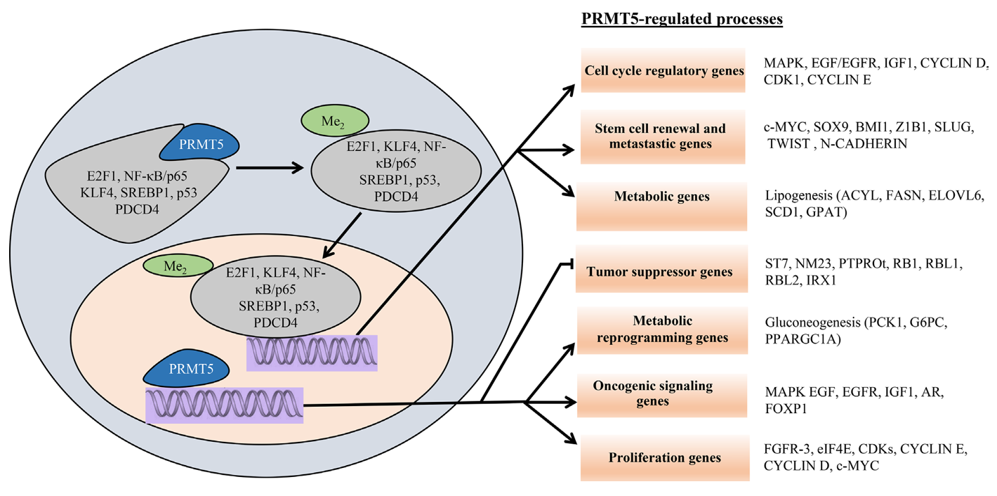 Schematic model of PRMT5-regulated cellular processes.