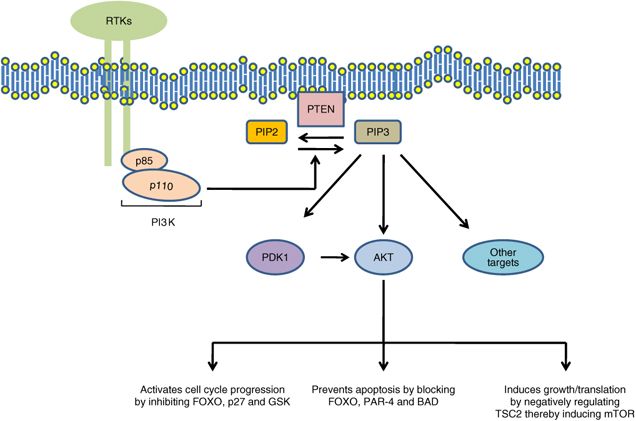 PTEN Gene Editing