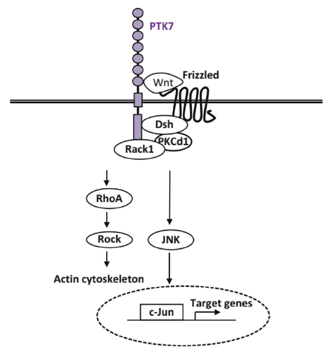 Role of PTK7 in non-canonical Wnt pathway or PCP.