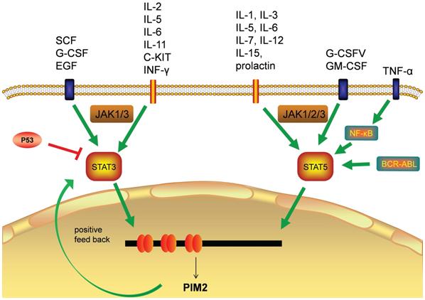 Pim2 Gene Editing