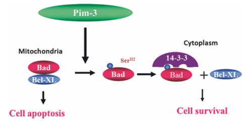 Pim3 Gene Editing