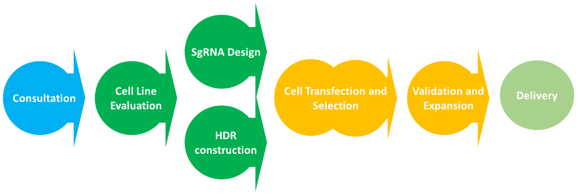 Point-Mutation-Cell-Line-Generation-2.png