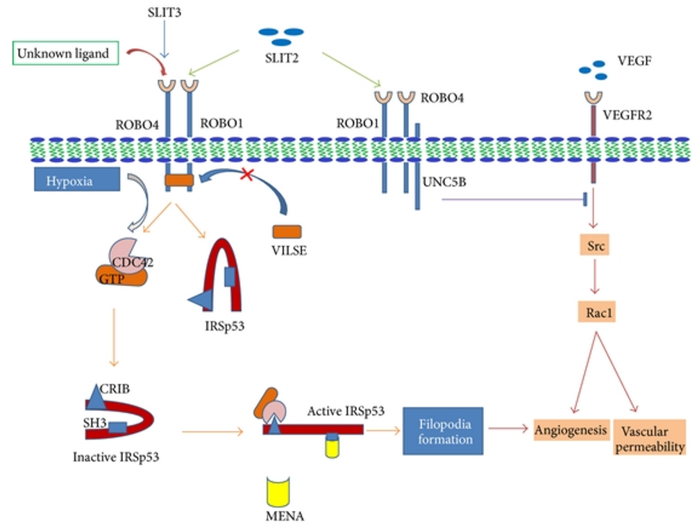 Schematic diagram of SLIT/ROBO signalling during angiogenesis. 