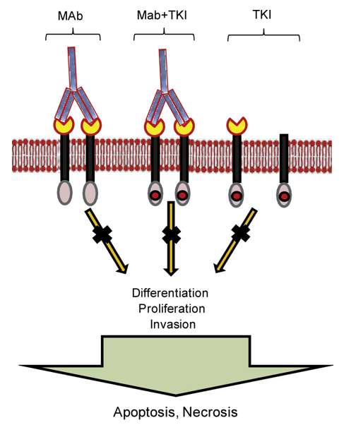 Strategies to target the receptor tyrosine kinase ROR1.