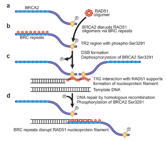 Rad51 Gene Editing