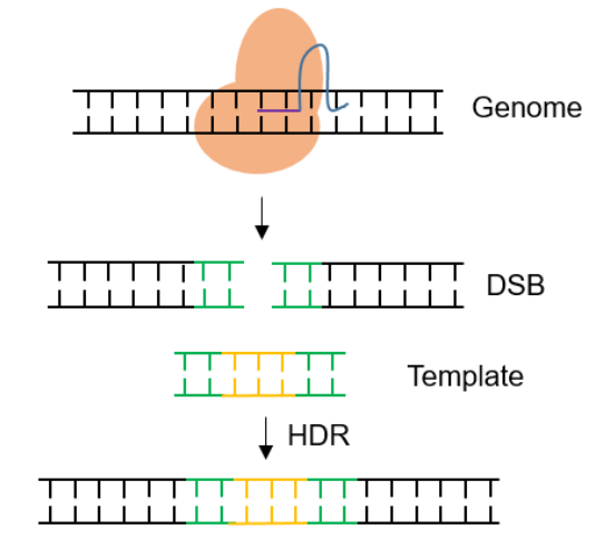 Reporter-Gene-Knockin-Cell-Line-Generation-1.png