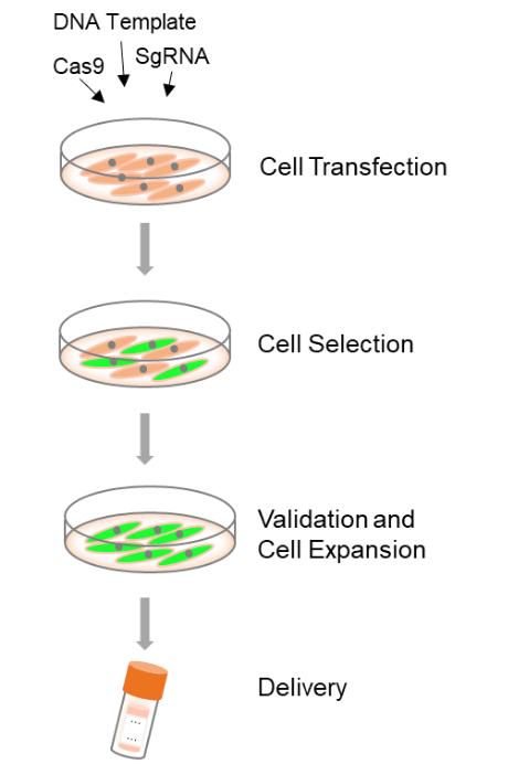 Reporter-Gene-Knockin-Cell-Line-Generation-2.png