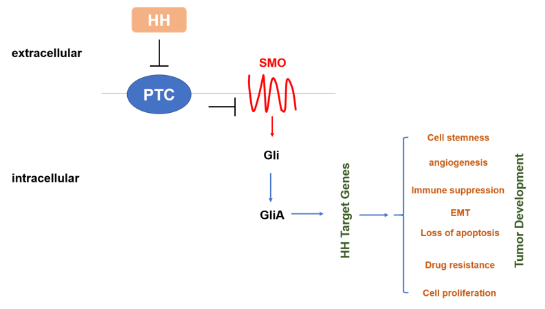  A diagram of HH/SMO signaling in mammalian cells