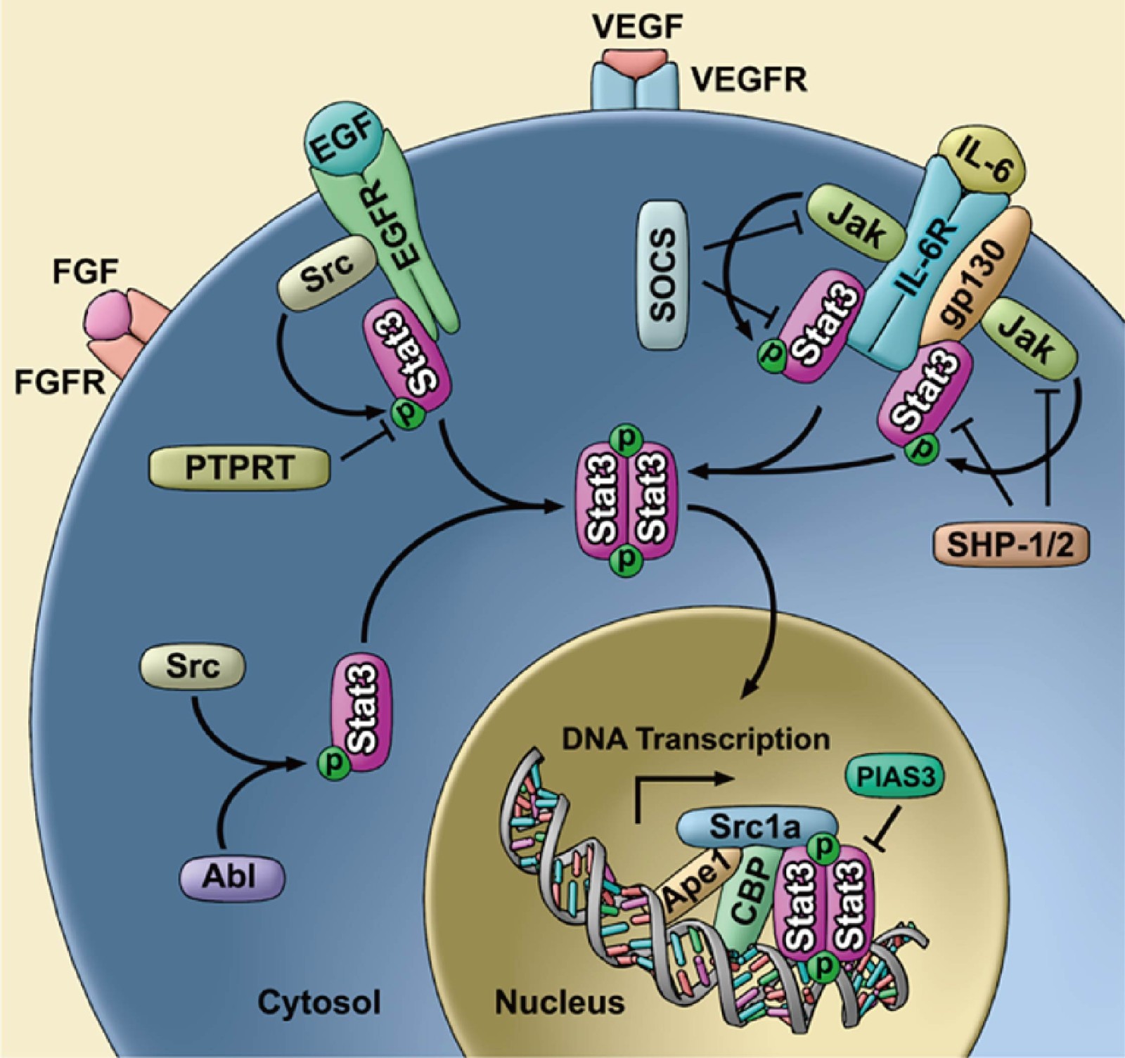 STAT3 Gene Editing