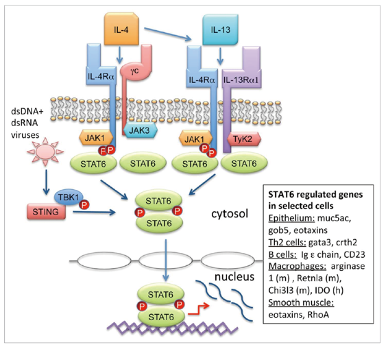 The transition from M2 macrophages to M1 macrophages in a TAM population induced by blockade of the CSF1/CSF-1R signal pathway.