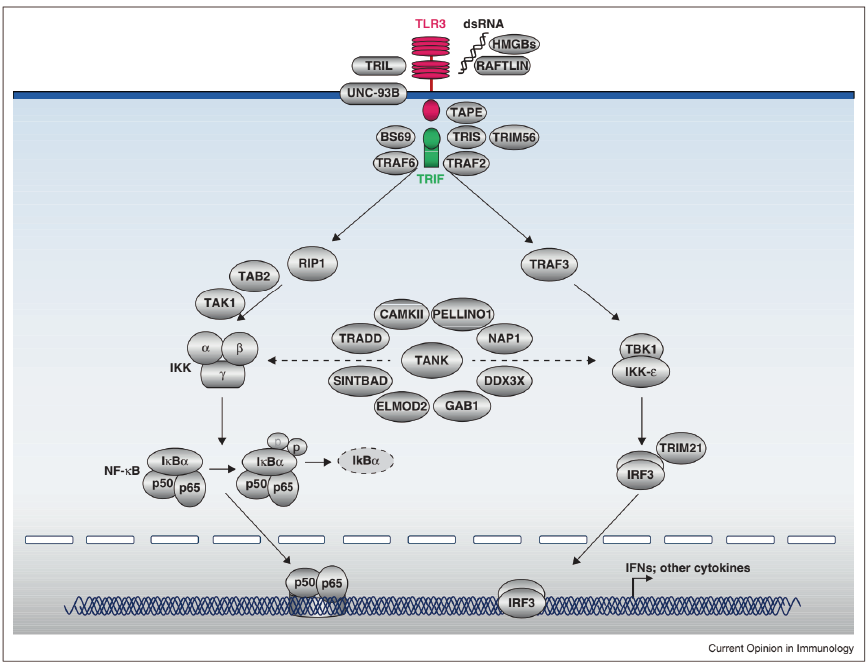 TLR3 Gene Editing