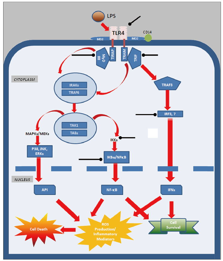 TLR4 signaling pathway.