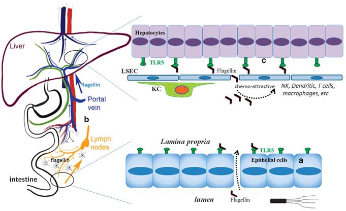 TLR5 Gene Editing