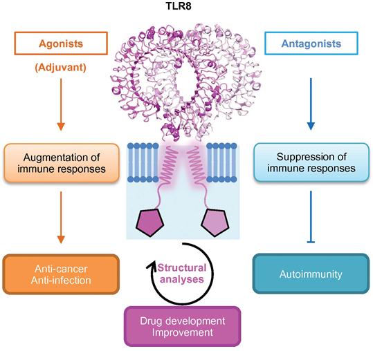 TLR8 Gene Editing