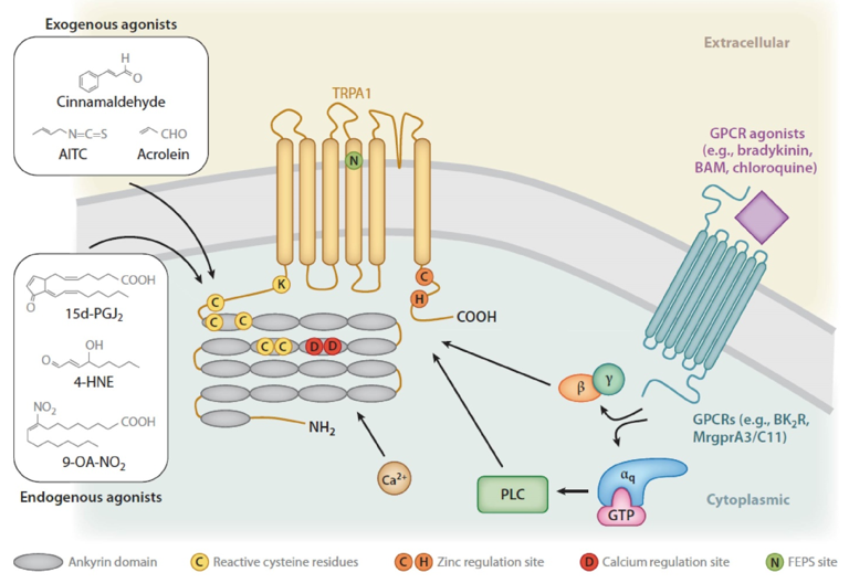 TRPA1 signaling pathway.