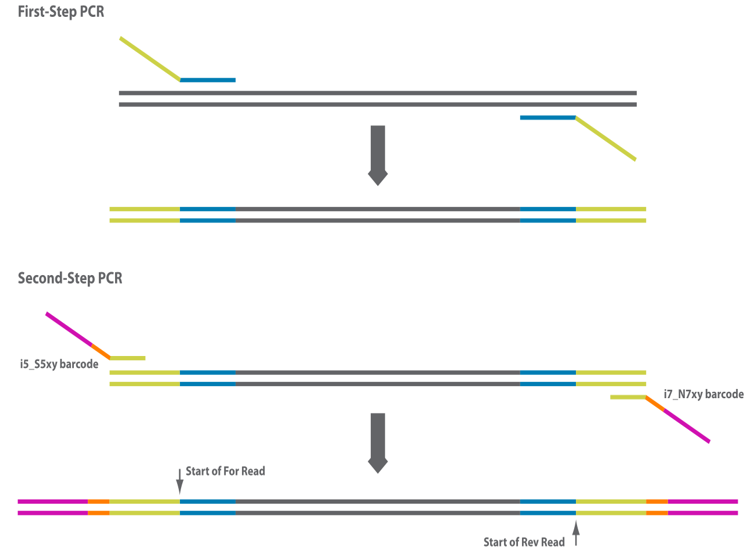 Target Region Sequencing