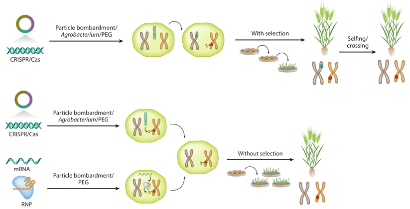 Transgene-Free Genome Editing in Plants