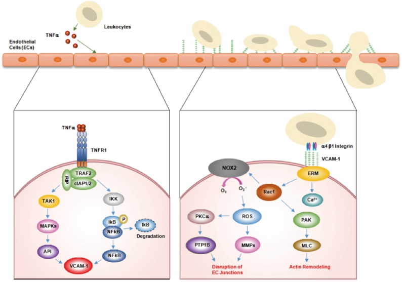 VCAM-1 Gene Editing