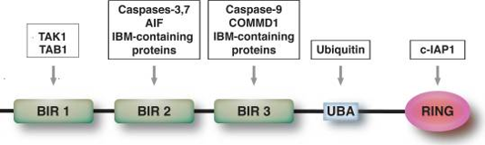 XIAP Gene Editing