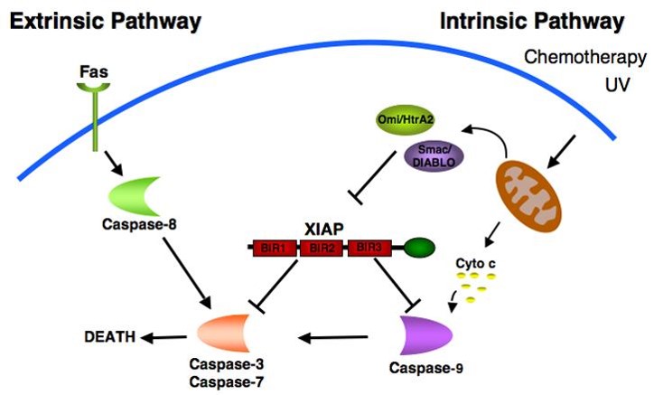 XIAP Gene Editing