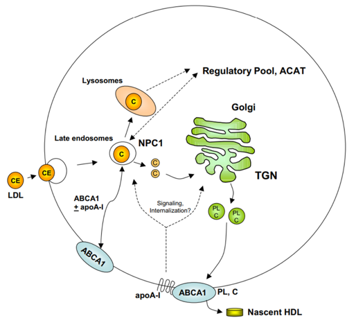  Model of ABCA1-mediated lipid efflux from cells