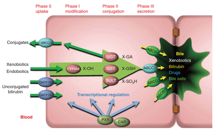 ABCC2 and ABCC3-mediated transport in the hepatocyte.