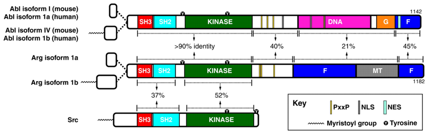 Domain structure of ABL-family kinases 