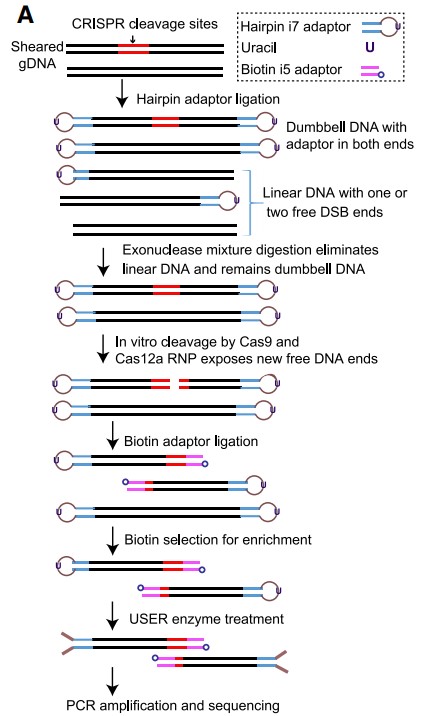 Schematic overview of AID-Seq method