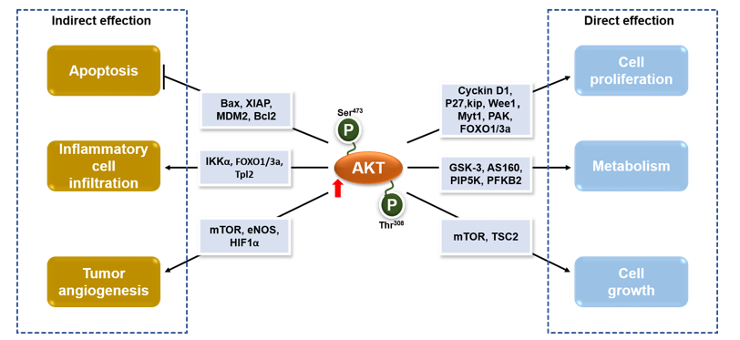  Pro-tumorigenic effects of AKT in early stages of cancer