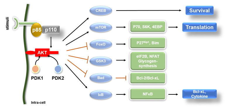 Physiological targets of AKT