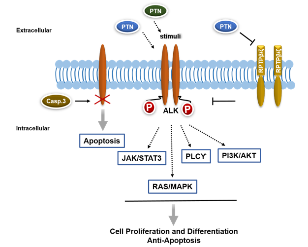  ALK signaling in human/mouse