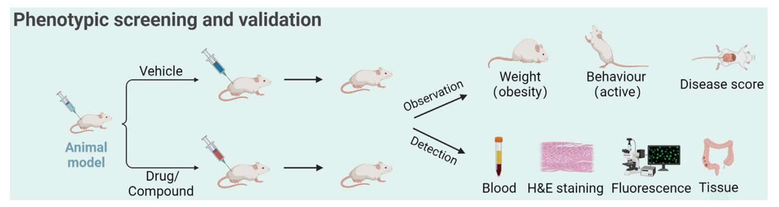 Figure 1 shows the basic process of drug screening using mice.