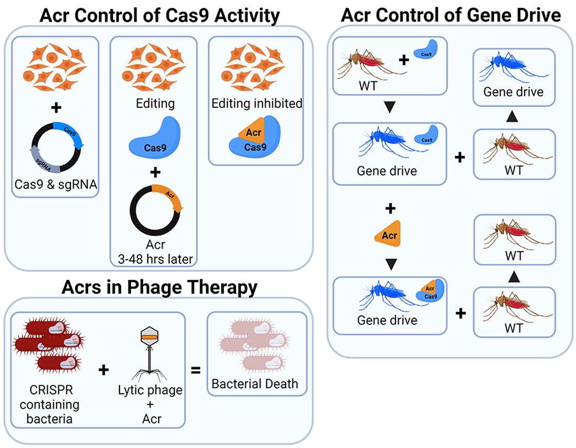 Figure 1 depicts how Acr proteins have been widely used in biotechnology to control gene editing systems. (doi: 10.1016/j.jmb.2023.168120)