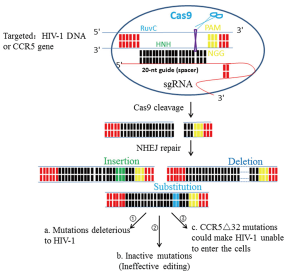 HIV‐1 DNA or CCR5 gene editing by using CRISPR/Cas9 system. 