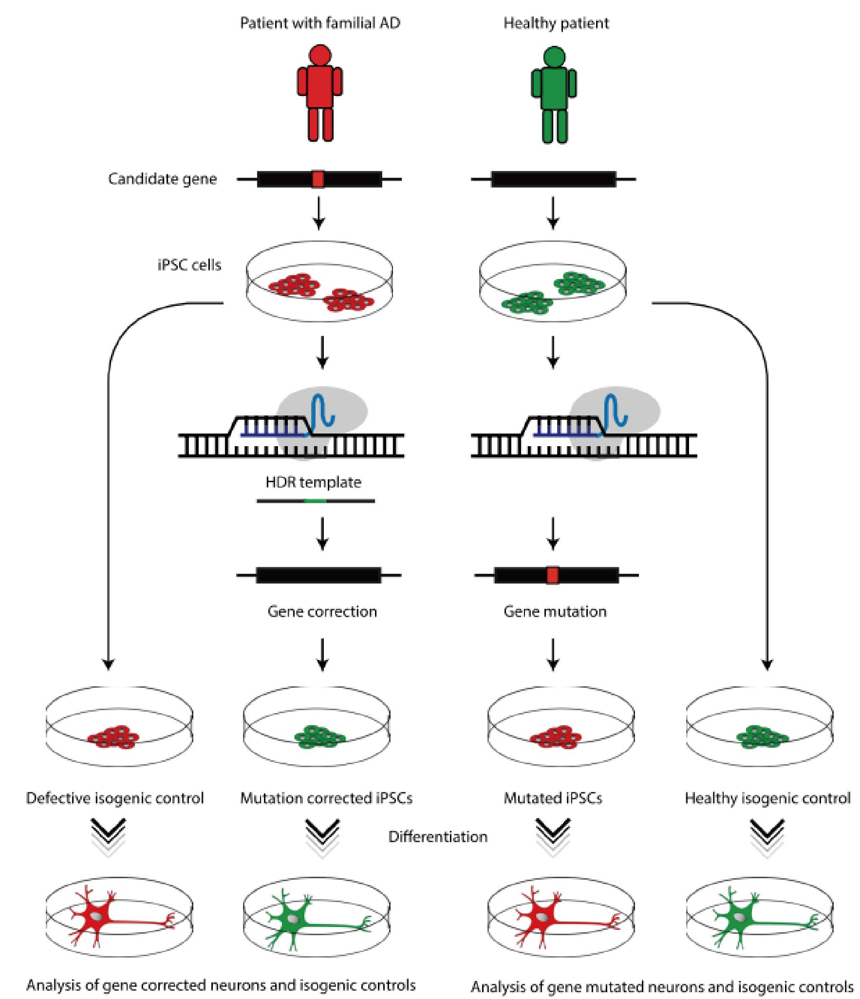 Interrogation of AD-associated gene mutations using iPSC technology and CRISPR-Cas9 gene editing to generate isogenic control cell lines.