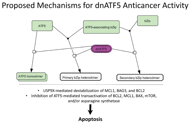 Proposed mechanisms for dnATF5 anticancer activity.