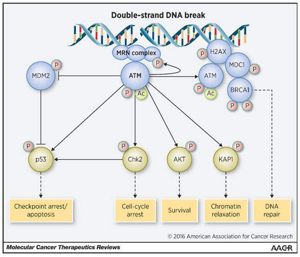 ATM function in repair of double-stranded DNA breaks