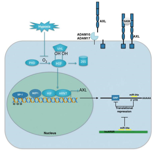  Mechanisms of AXL activation in cancer