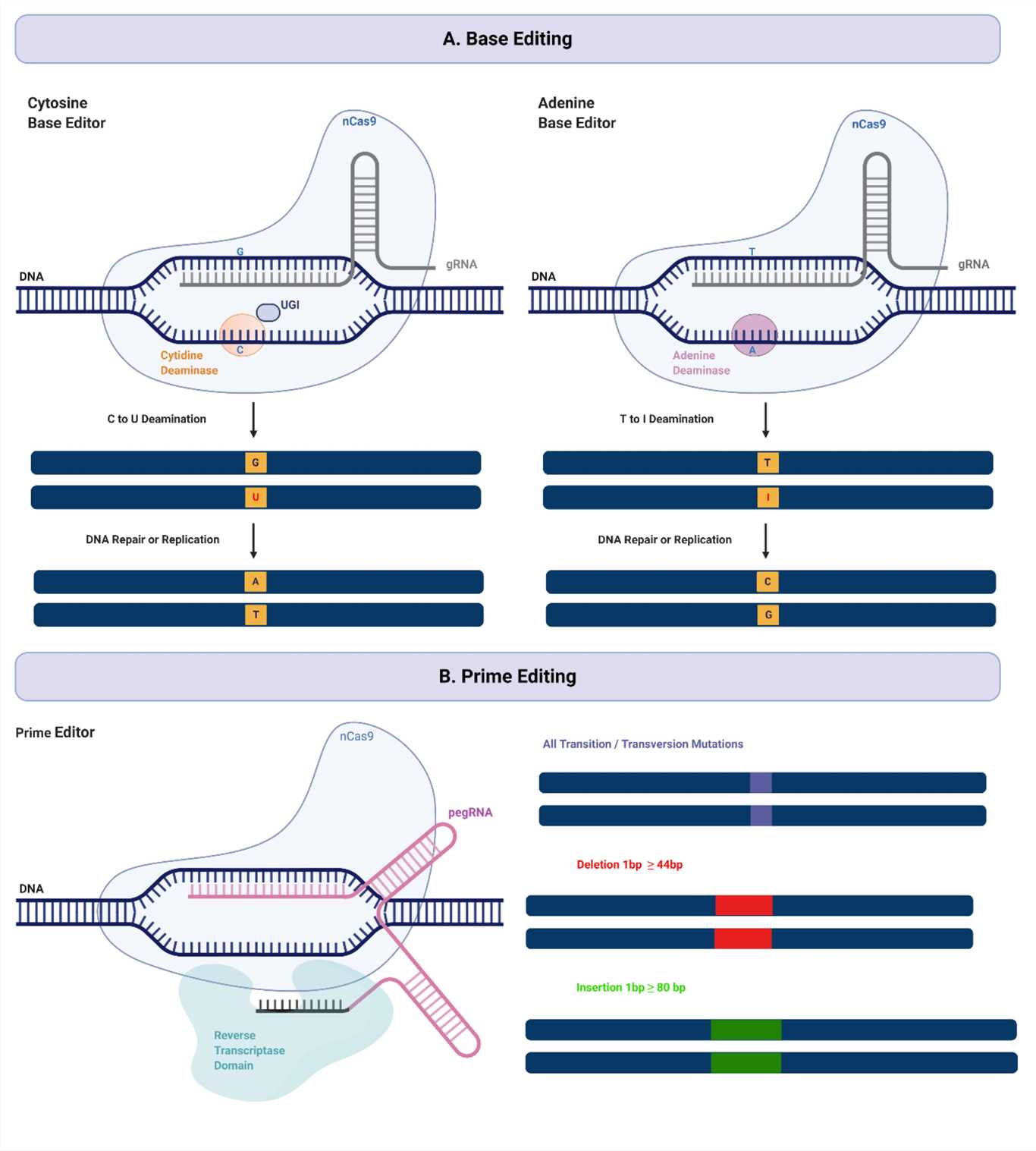 CRISPR DNA base editing tools.