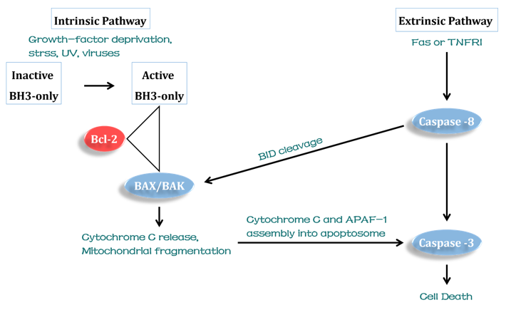  The intrinsic and extrinsic pathway that lead to cell death