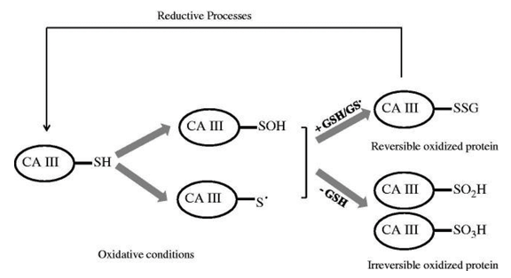 Schematic representation of reversible and irreversible oxidation of CA III reactive cysteines