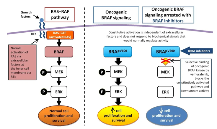 Oncogenic BRAF signaling pathway