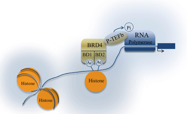 BRD4 regulation of transcription.