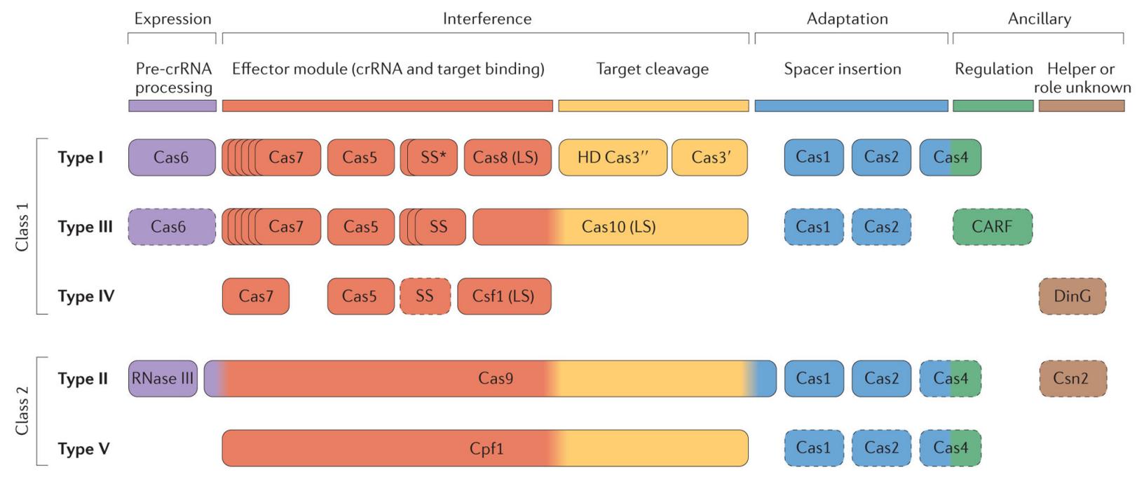 Fig 1 illustrates the functional classification of Cas proteins, following current nomenclature and classification, with dispensed components marked by dashed outlines and functional assignments for some components inferred from homology. (doi: 10.1038/nrmicro3569)