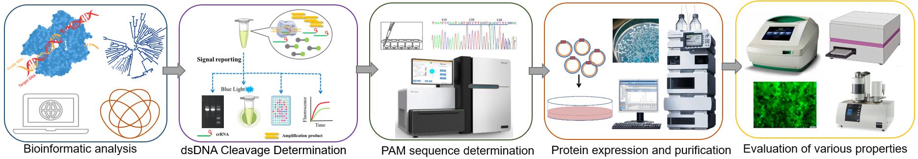 Fig 2 outlines the workflow for identifying and characterizing Cas proteins. It involves bioinformatic analysis for Cas protein selection based on sequence specificity and efficiency, followed by determination of dsDNA cleavage activity, identification of PAM sequences, expression and purification of Cas proteins, and assessment of various properties to ensure suitability for specific applications. (Self-portrait)