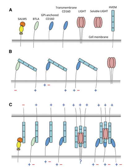 The cis and trans Interaction Network of HVEM Hub.