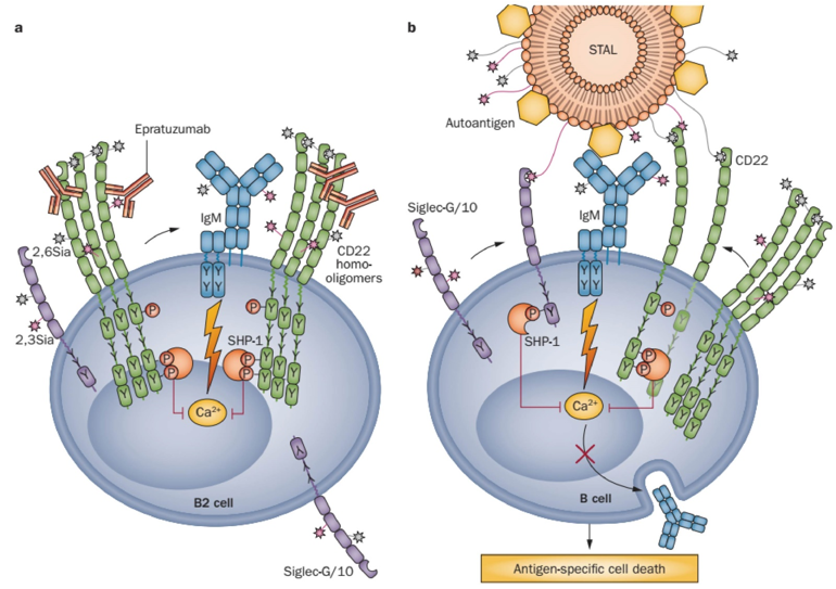 Targeting CD22 by antibodies and liposomes.