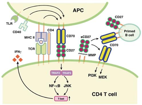  CD27-CD70 pathway in immune regulation.